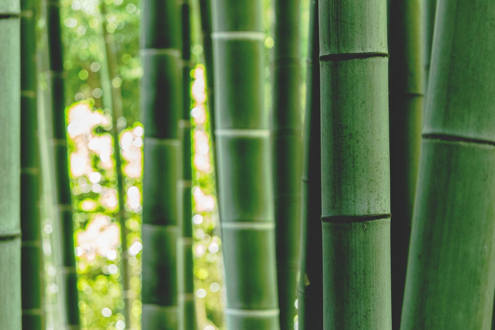 Benefits of Bamboo - Shapeez Canada